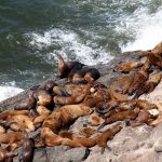 Steller sea lions