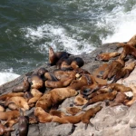 Steller sea lions