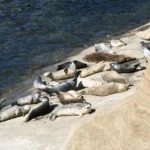 Seals
