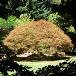 Japanese garden