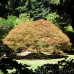 Japanese garden