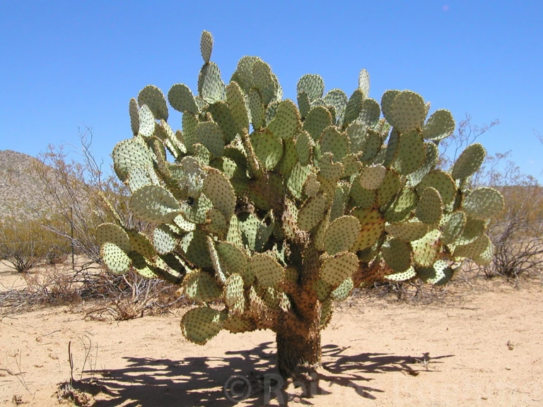 Barbary fig cactus