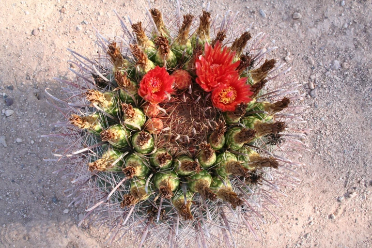 Young saguaro