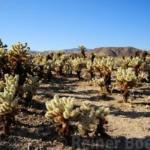 Teddy bear cholla