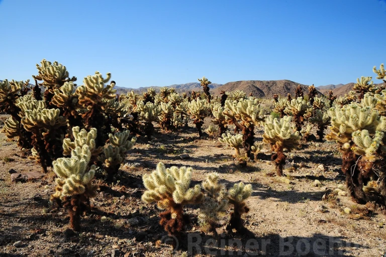 Teddy bear cholla