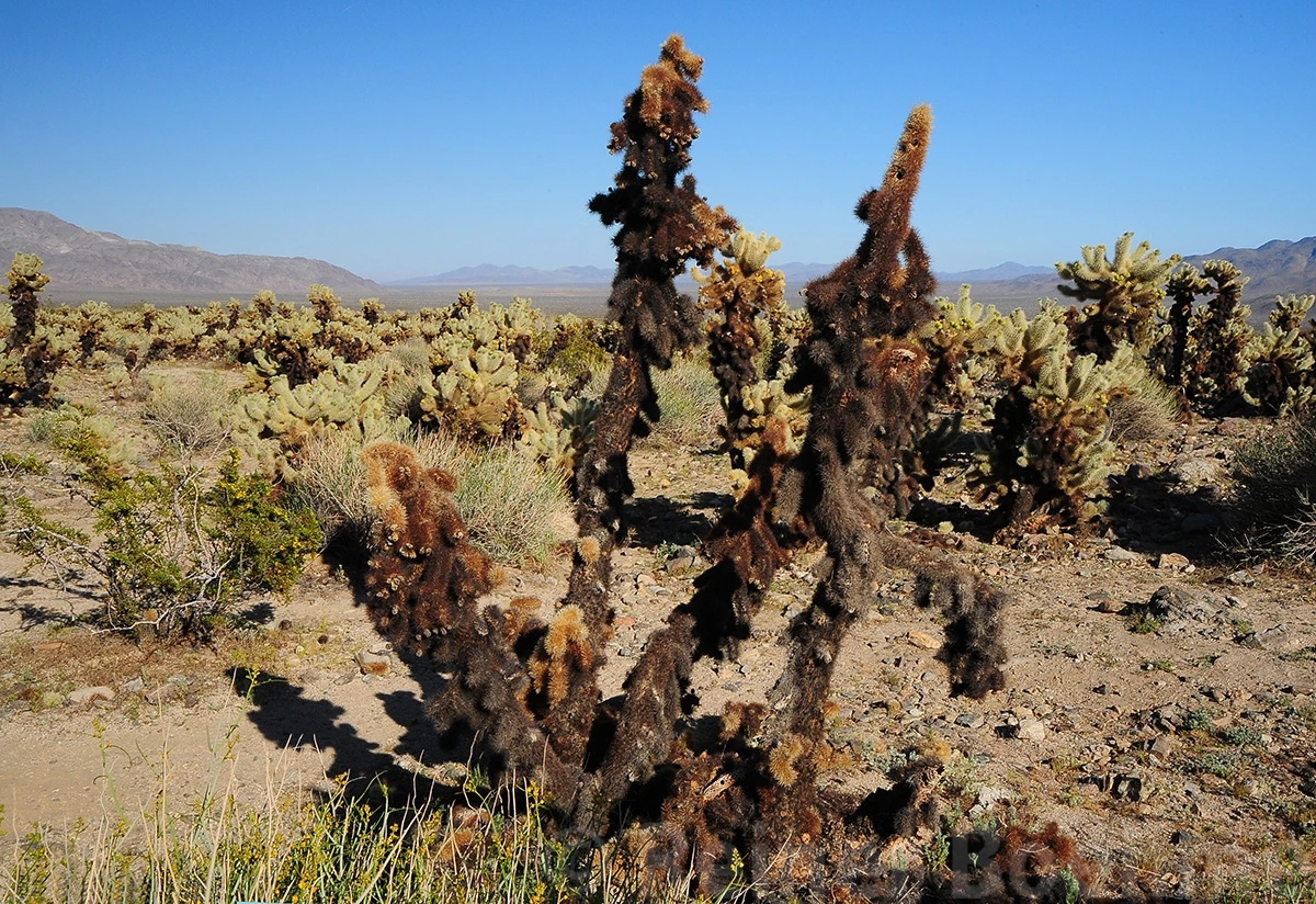 Cholla, Yoshua Tree NP – photo by Reiner Boehme