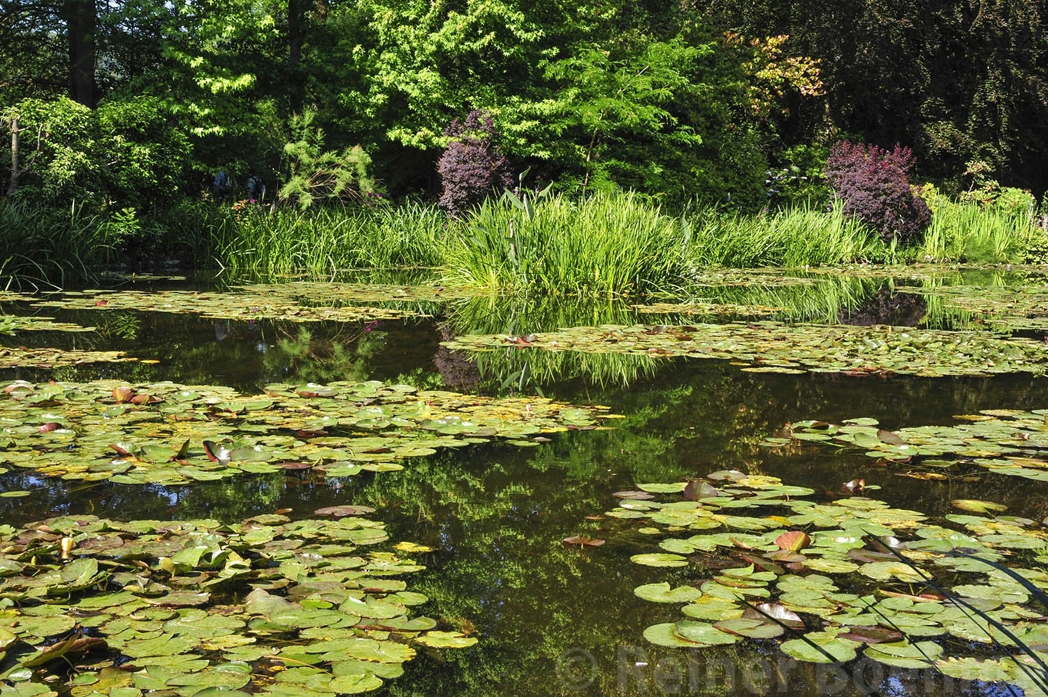 Monet’s garden, France – photo by Reiner Boehme
