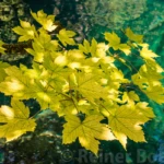 Plitvice lakes 5