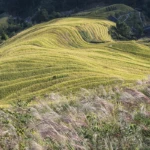 Jinkeng village area