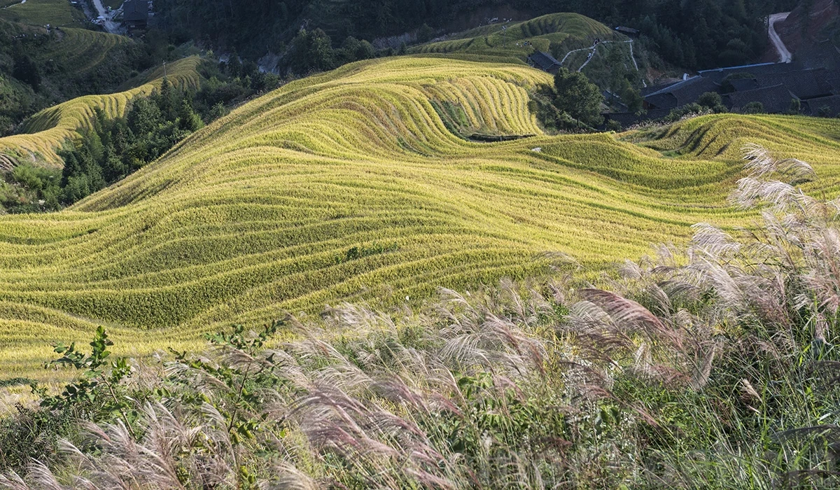Jinkeng village area, Longji rice terraces – photo by Reiner Boehme