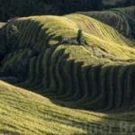 Jinkeng village
