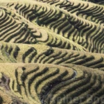 Only rice terraces