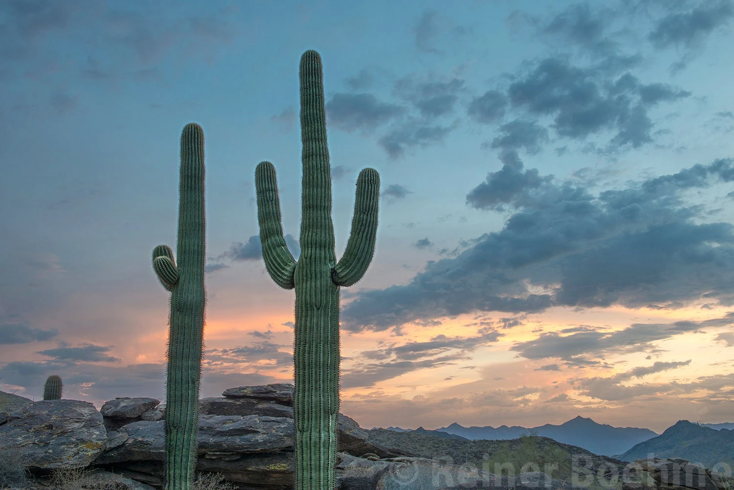 Near Phoenix, Cacti – photo by Reiner Boehme