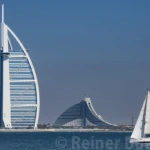 View from the palm