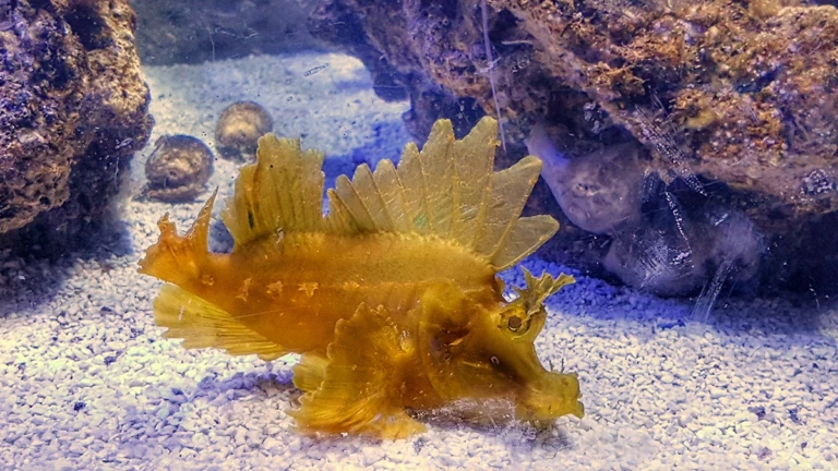 L’Oceanografico