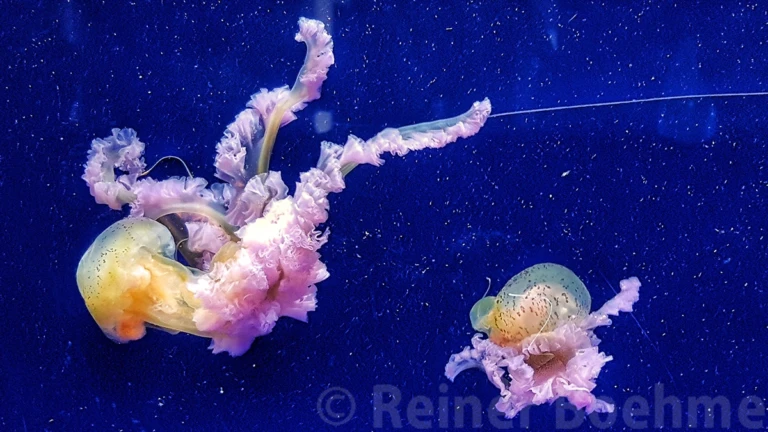 Aquarium