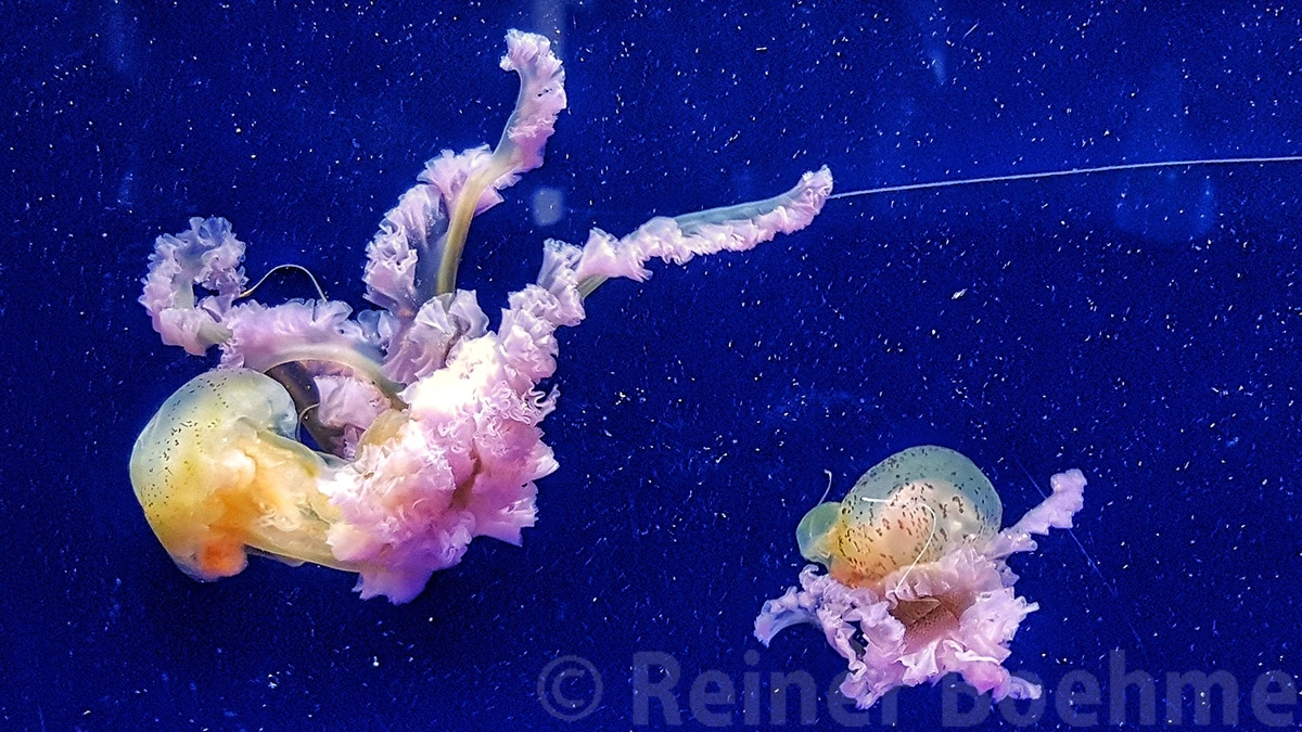 Aquarium, Valencia – photo by Reiner Boehme