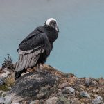 Condor