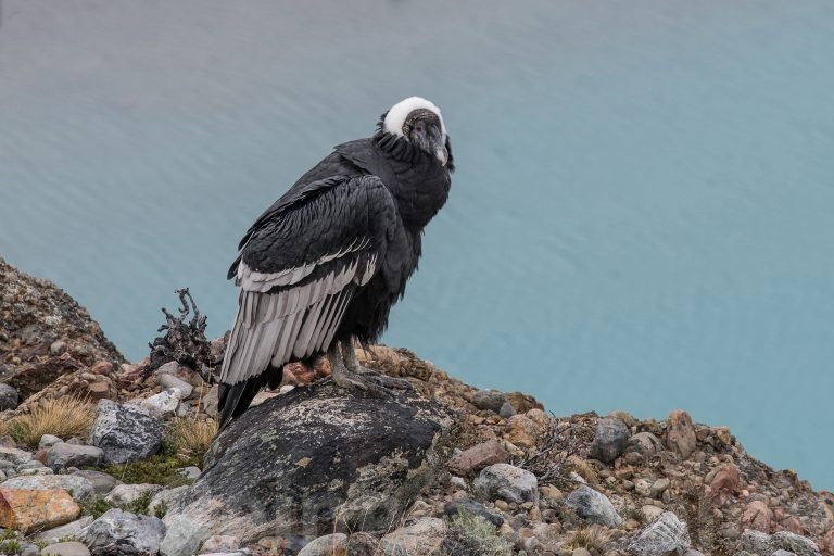 Condor