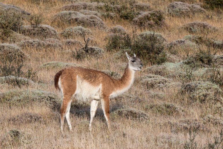 Guanako