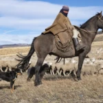 Gaucho