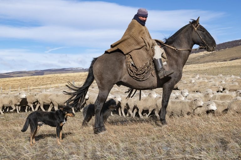 Gaucho