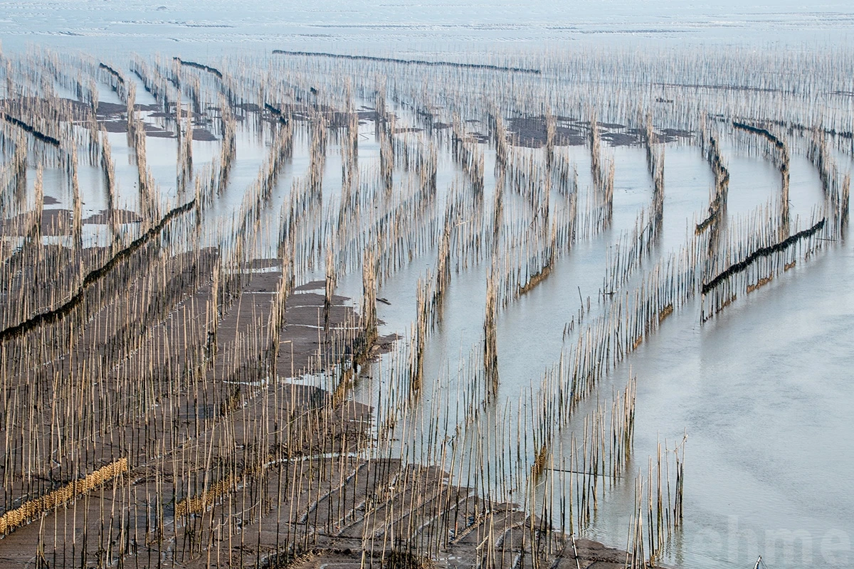 Bamboo, Xiapu – photo by Reiner Boehme