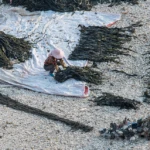 Kelp processing after drying