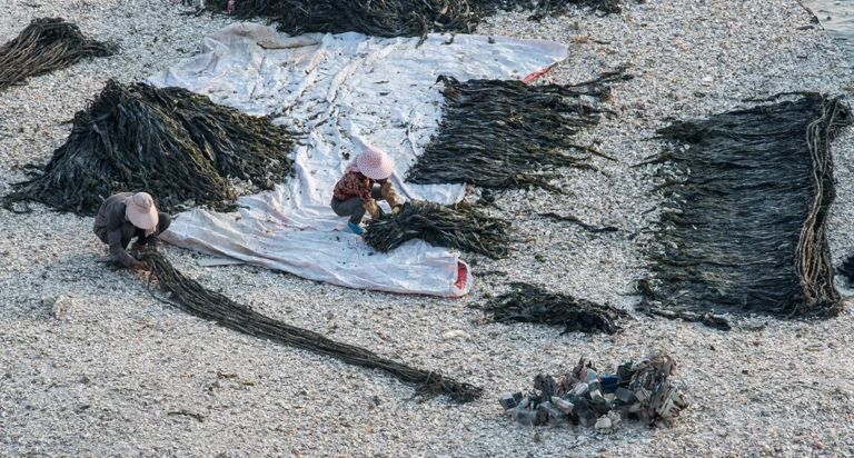 Kelp processing after drying