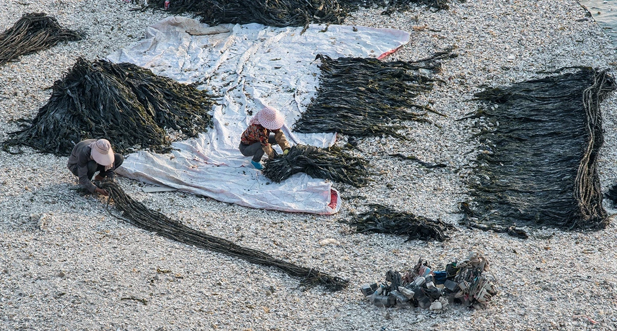 Kelp processing after drying, Xiapu – photo by Reiner Boehme