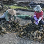 Kelp processing after drying