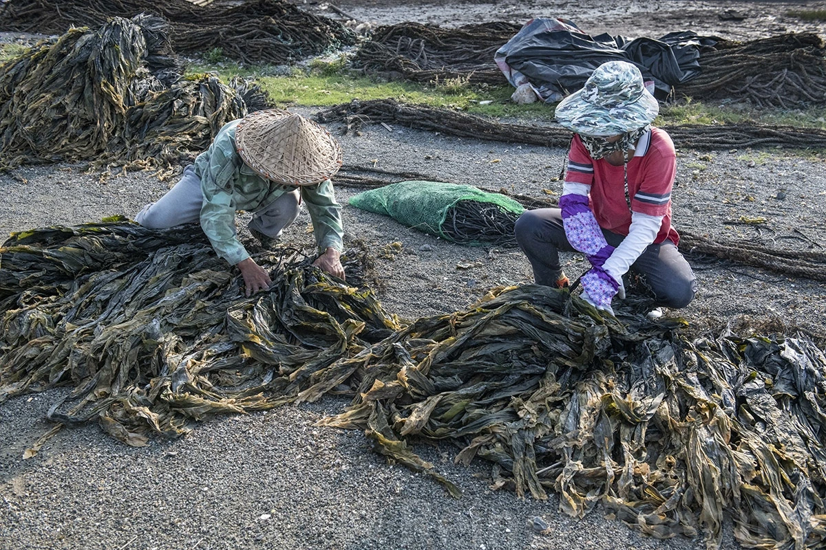 Kelp processing after drying, Xiapu – photo by Reiner Boehme