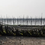 Kelp removal after drying