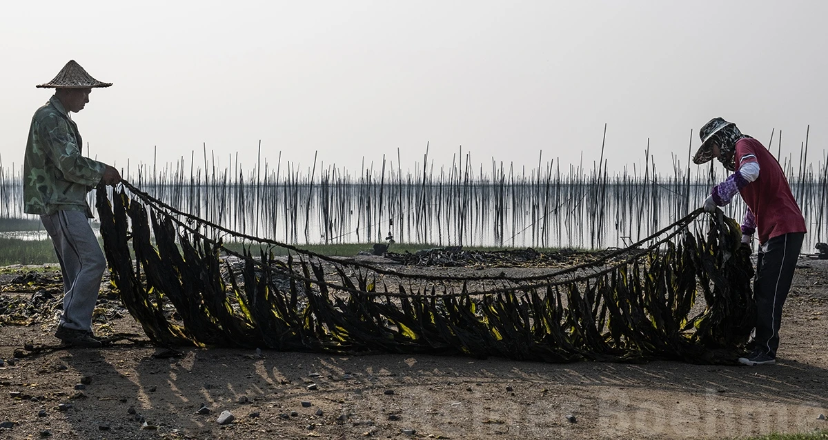 Kelp removal after drying, Xiapu – photo by Reiner Boehme