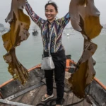 Kelp
