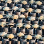 Fish sauce pots