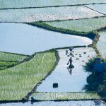 Planting rice