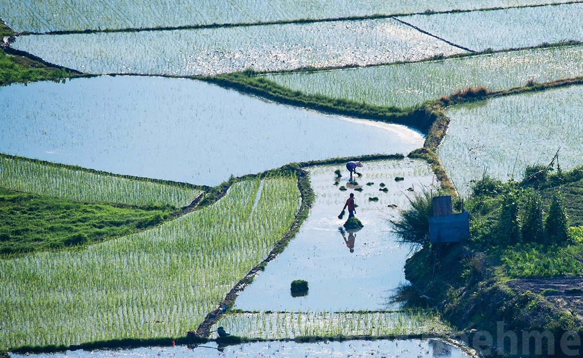 Planting rice, Guilin-Li river – photo by Reiner Boehme