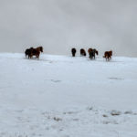 Horses