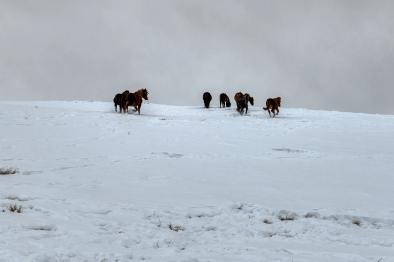 Horses