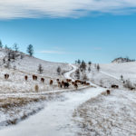 Cows