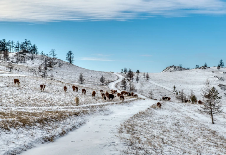 Cows