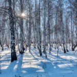Birch forest