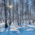 Birch forest