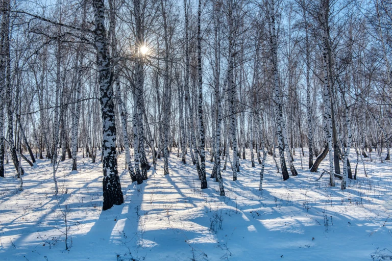 Birch forest