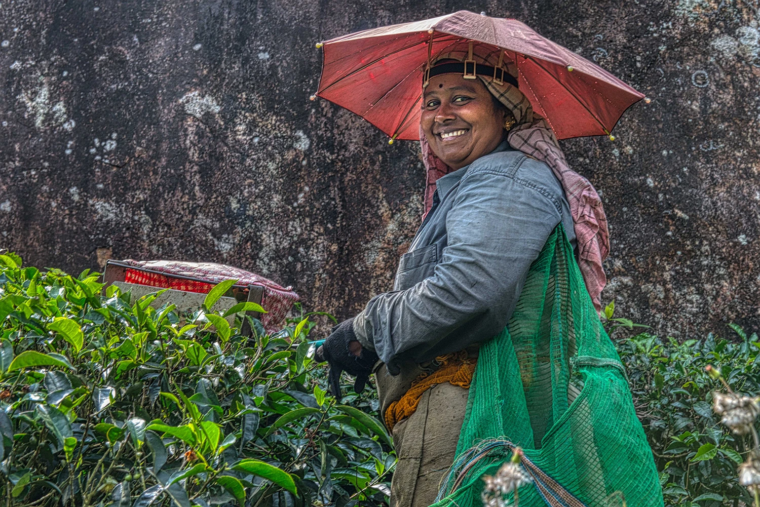Smiley, Tea Plantations – photo by Reiner Boehme