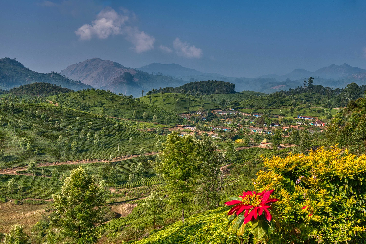 Nearby NH 17, Tea Plantations – photo by Reiner Boehme