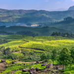 Tea plantation