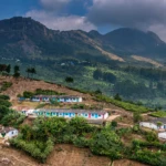Typical tea worker colony