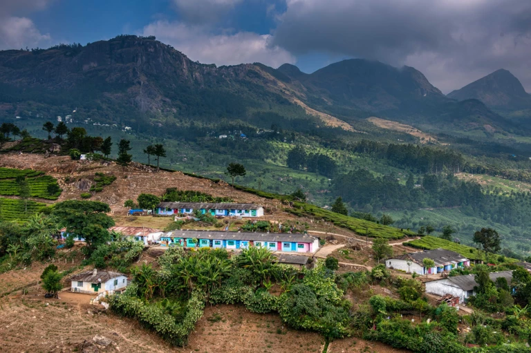 Typical tea worker colony